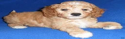 Cockapoo dogs for sale: Teddy - Ad 6