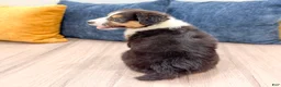 Australian Shepherd dogs for sale: Sophie - Ad 5