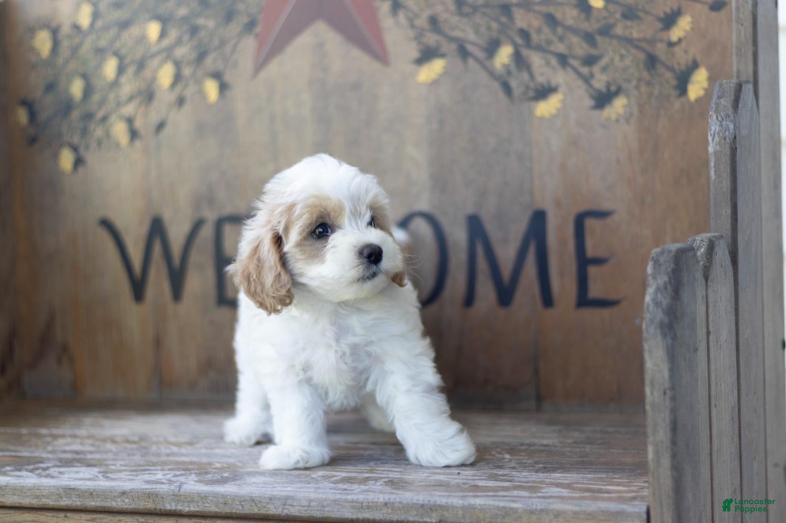 Maltipoo dogs Maltipoo 2 - Ad 2
