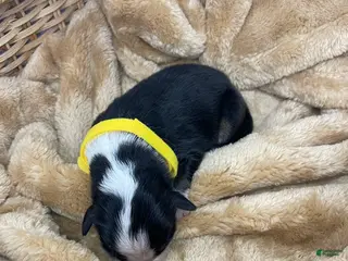 Australian Shepherd dogs Australian Shepherd- Chloe - Ad 27