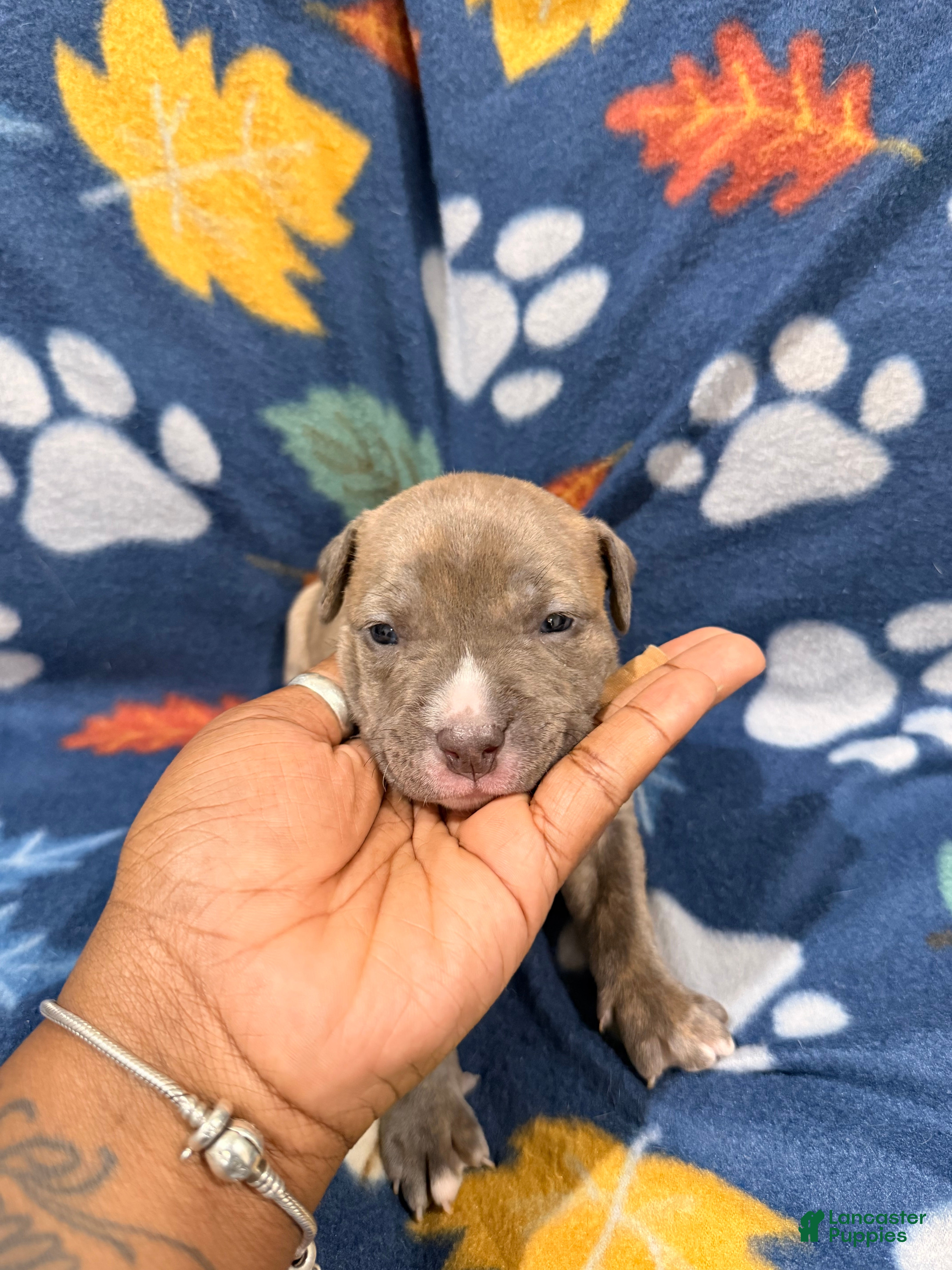 American Bully dogs American Bully Puppy 6 - Ad 1