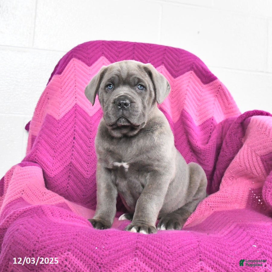 Cane Corso dogs Rocky - Ad 37