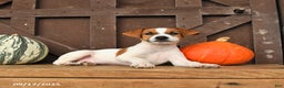 Jack Russell Terrier dogs for sale: Sam - Ad 9