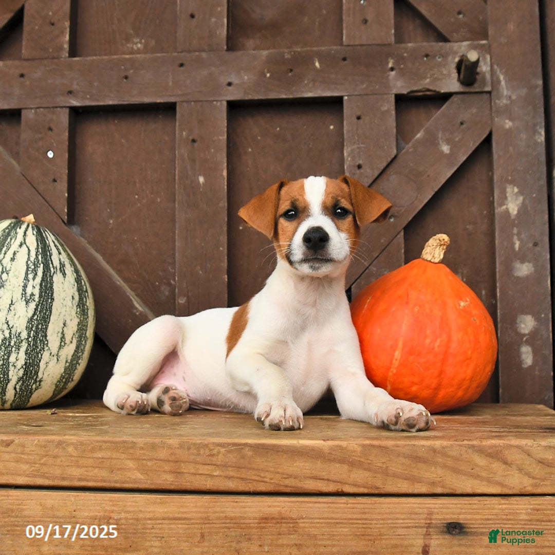 Jack Russell Terrier dogs for sale: Sam - Ad 9