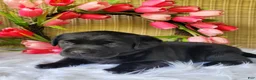 Labrador Retriever dogs for sale: Molly - Ad 5