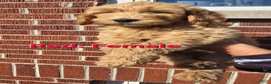 Goldendoodle Puppy Red