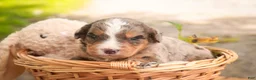 Mini Bernedoodle dogs for sale: Barley F1 Mini Bernedoodle  - Ad 13