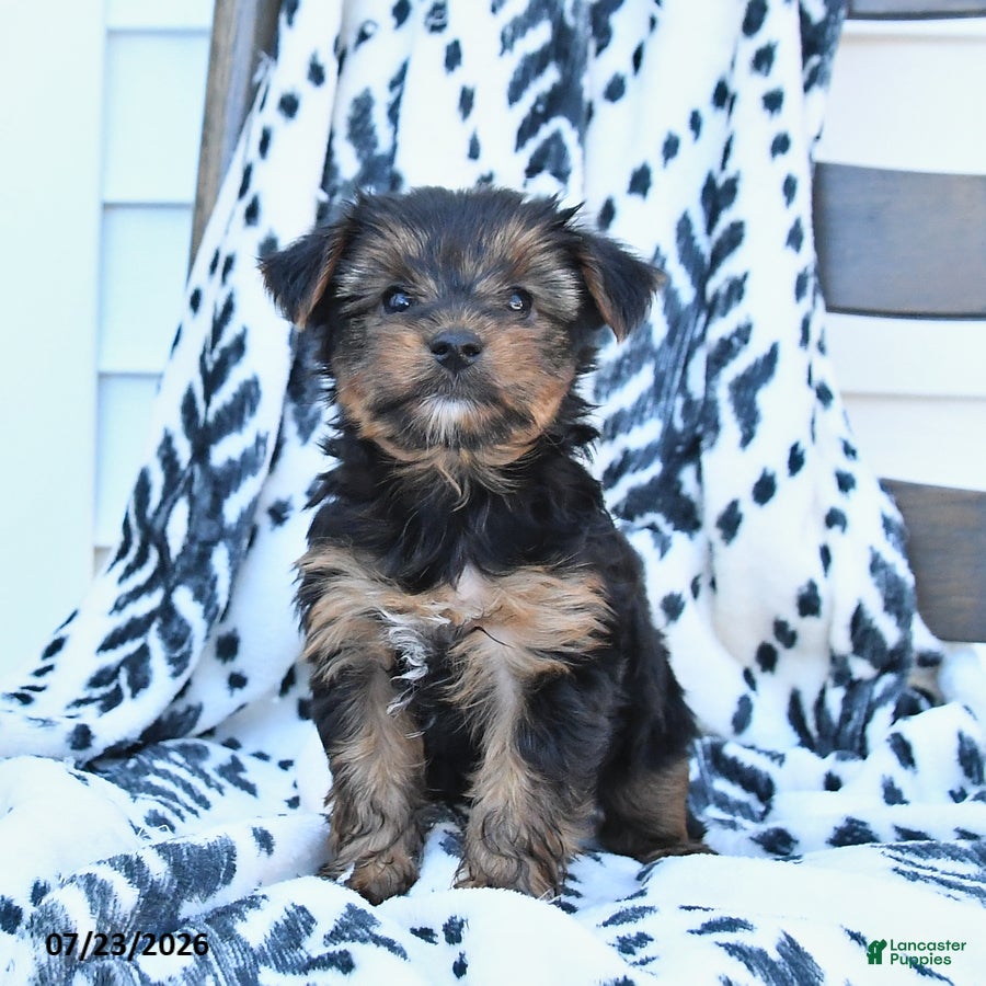 Yorkshire Terrier dogs for sale: Chips - Ad 1