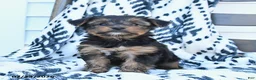 Yorkshire Terrier dogs for sale: Chips - Ad 1