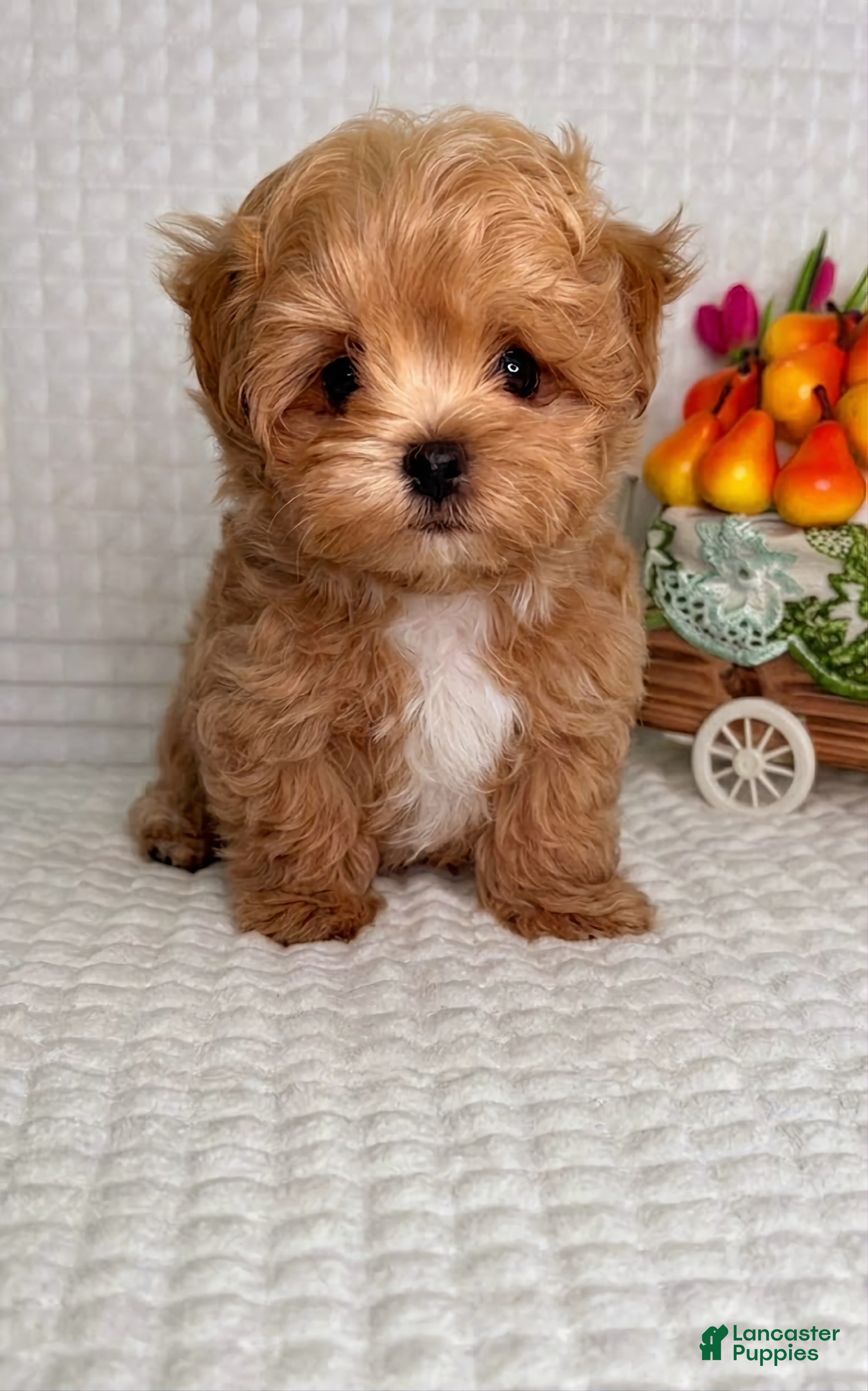 Maltipoo dogs George - Ad 10