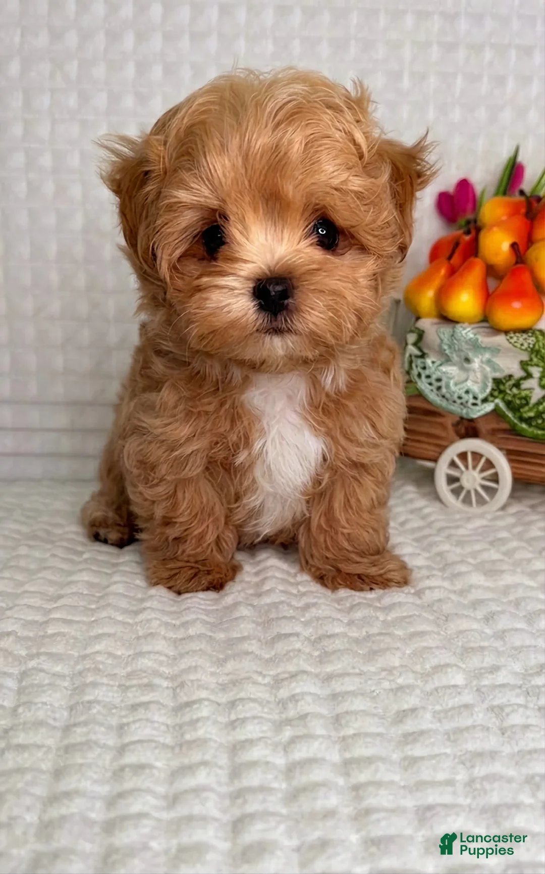 Maltipoo dogs for sale: George - Ad 1