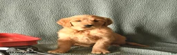 Golden Retriever dogs for sale: Kingston  - Ad 3