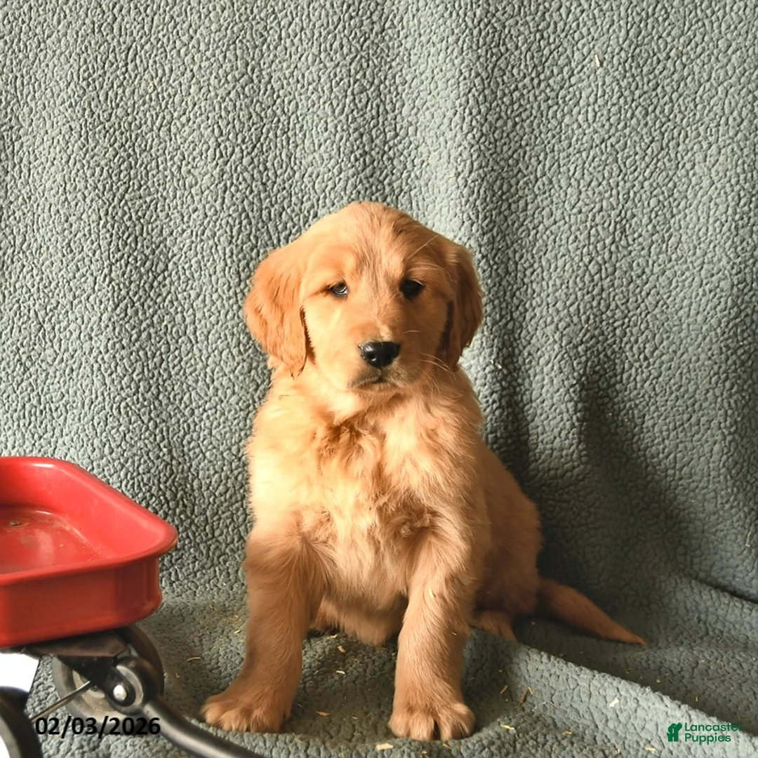 Golden Retriever dogs for sale: Kingston  - Ad 3