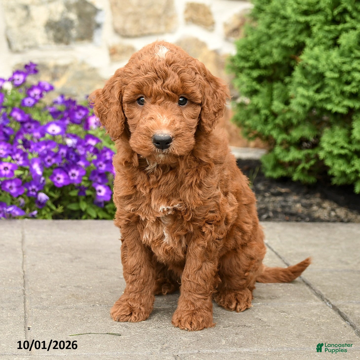 Mini Goldendoodle dogs Tommy - Ad 2