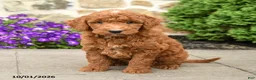 Mini Goldendoodle dogs for sale: Tommy - Ad 2
