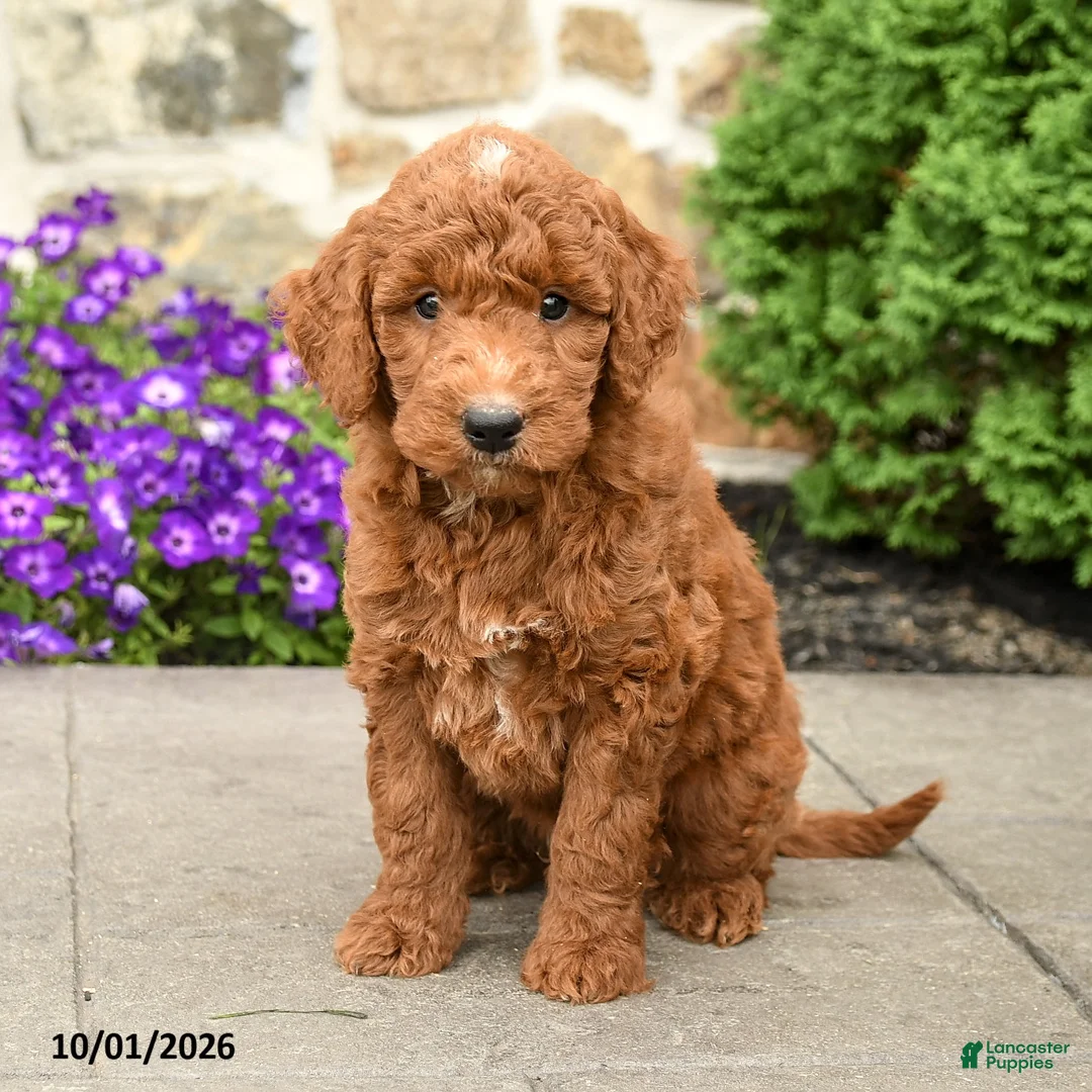 Mini Goldendoodle dogs for sale: Tommy - Ad 2