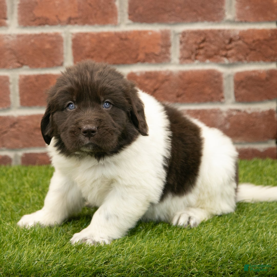 Newfoundland dogs for sale: Hank - Ad 3