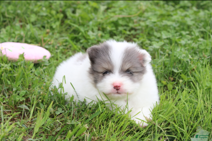 Pomeranian dogs Flora - Ad 2