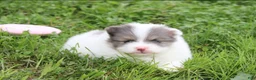 Pomeranian dogs for sale: Flora - Ad 2
