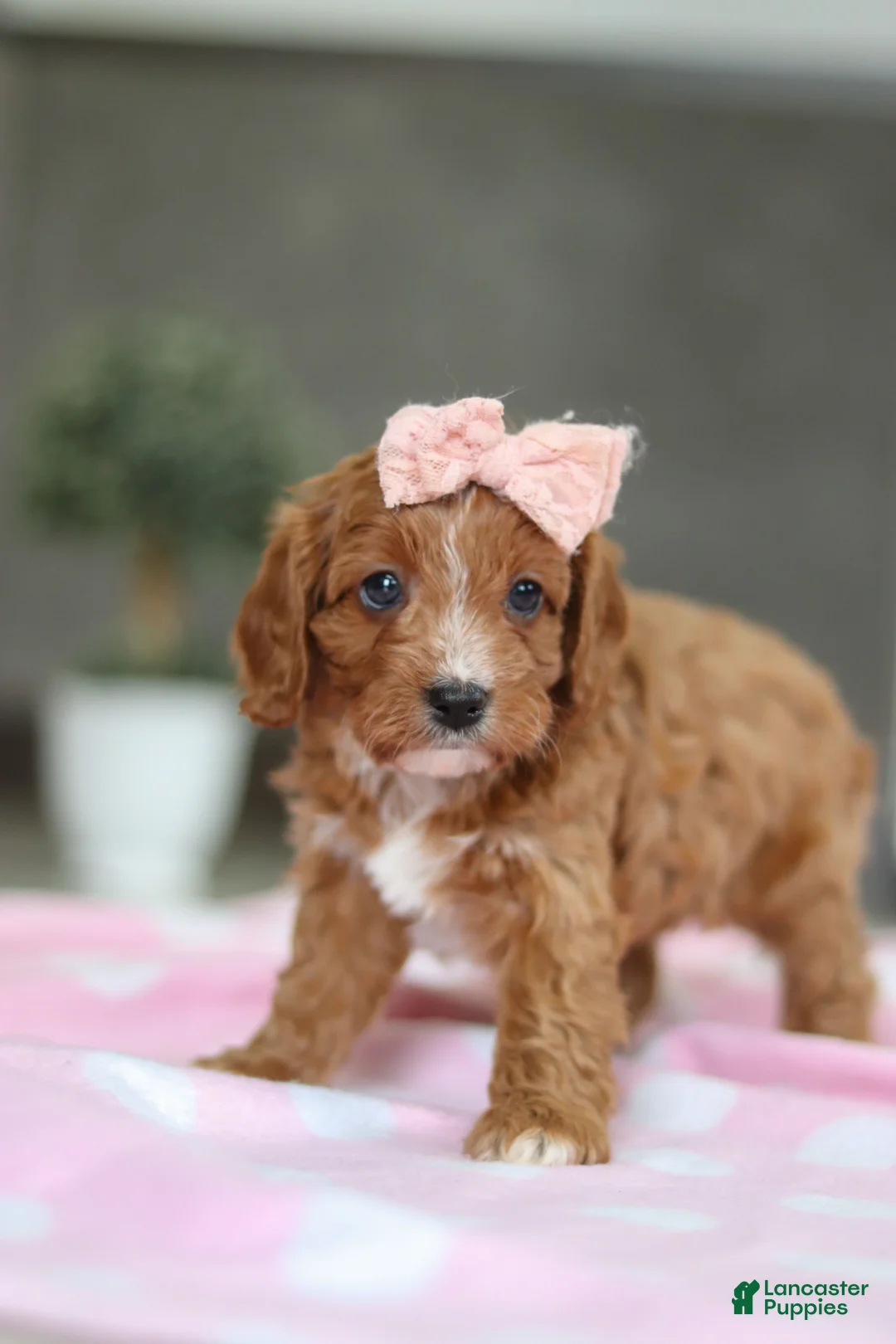 Cavapoo dogs for sale: Charlotte - Ad 4