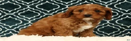 Cavapoo dogs for sale: Benny - Ad 4