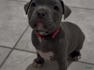 Mixed Breed dogs Pink collar - Ad 25