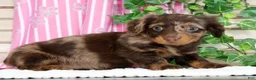 Miniature Dachshund dogs for sale: Luna - Ad 3