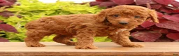 Miniature Poodle dogs for sale: Topper - Ad 8