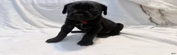 Cane Corso dogs for sale: Cain AKC red collar - Ad 17