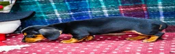 Miniature Dachshund dogs for sale: Annie - Ad 8