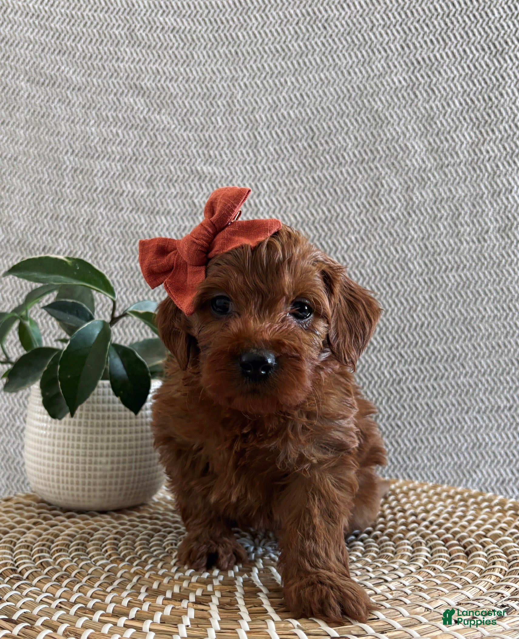 Irish Doodle dogs Sugar - Ad 13