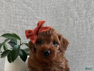 Irish Doodle dogs Sugar - Ad 17