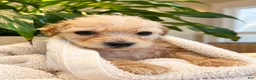 Maltipoo dogs for sale: Meet Plum — Adorable Maltipoo Puppy - Ad 3