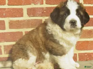 Saint Bernard dogs for sale: Della - Ad 1