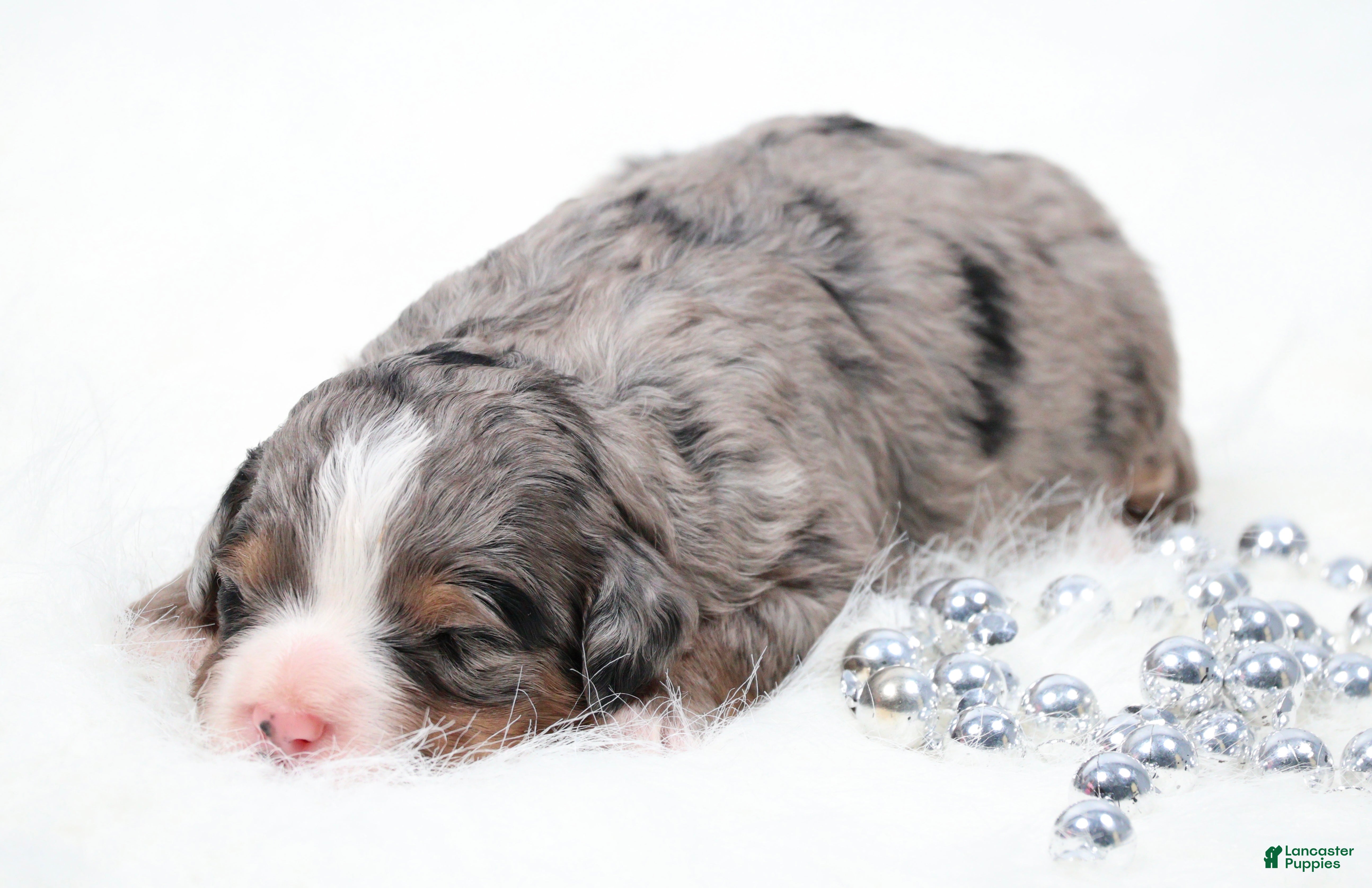 Mini Bernedoodle dogs Finn - Ad 1