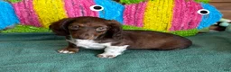 Dachshund dogs for sale: Deacon - Ad 1