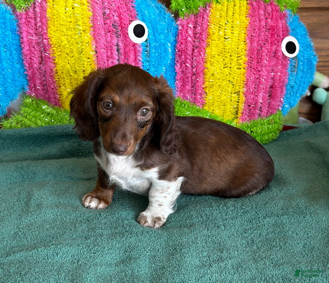 Dachshund dogs for sale: Deacon - Ad 1