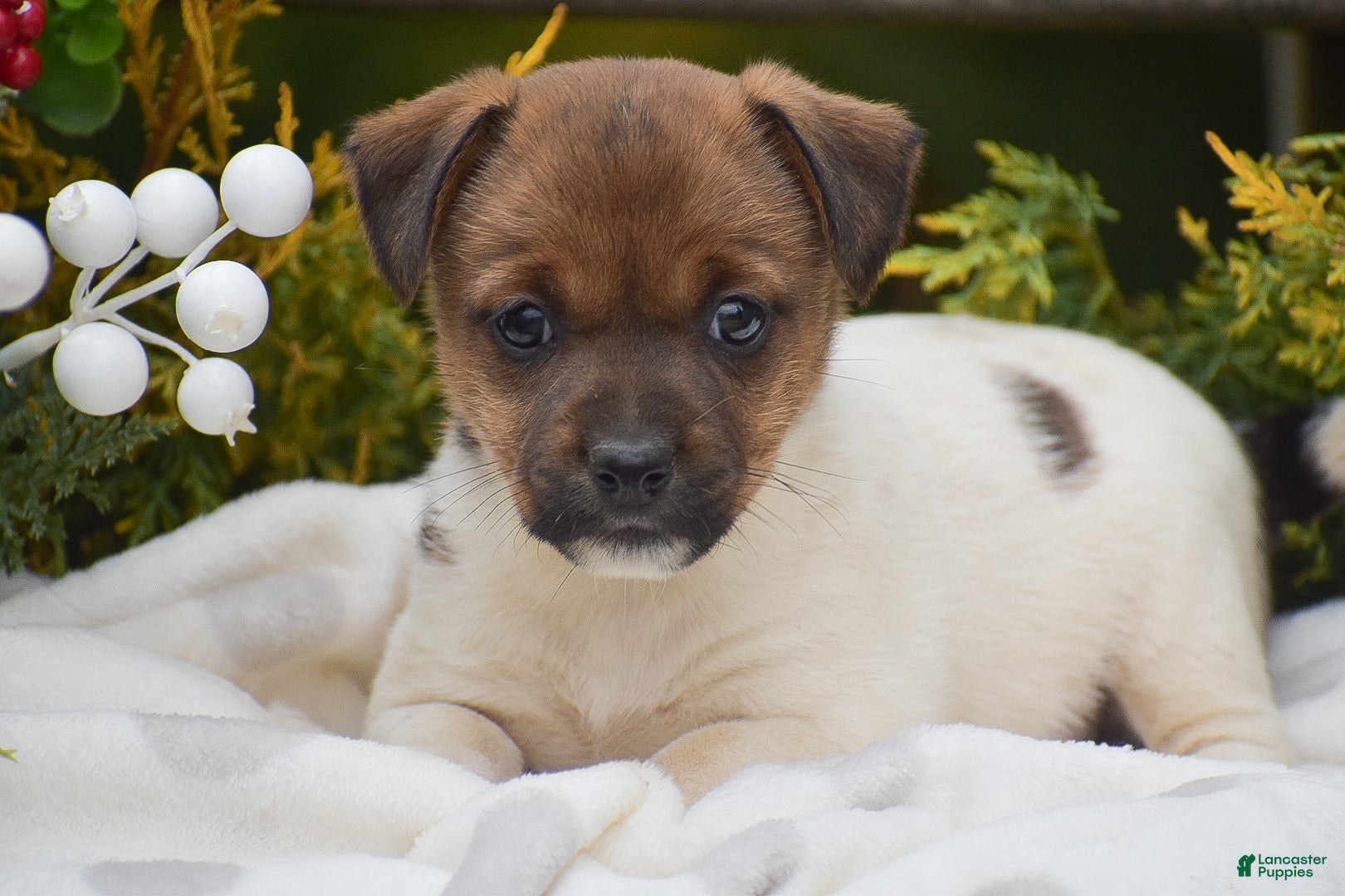 Jack Russell Terrier dogs Posy - Ad 2