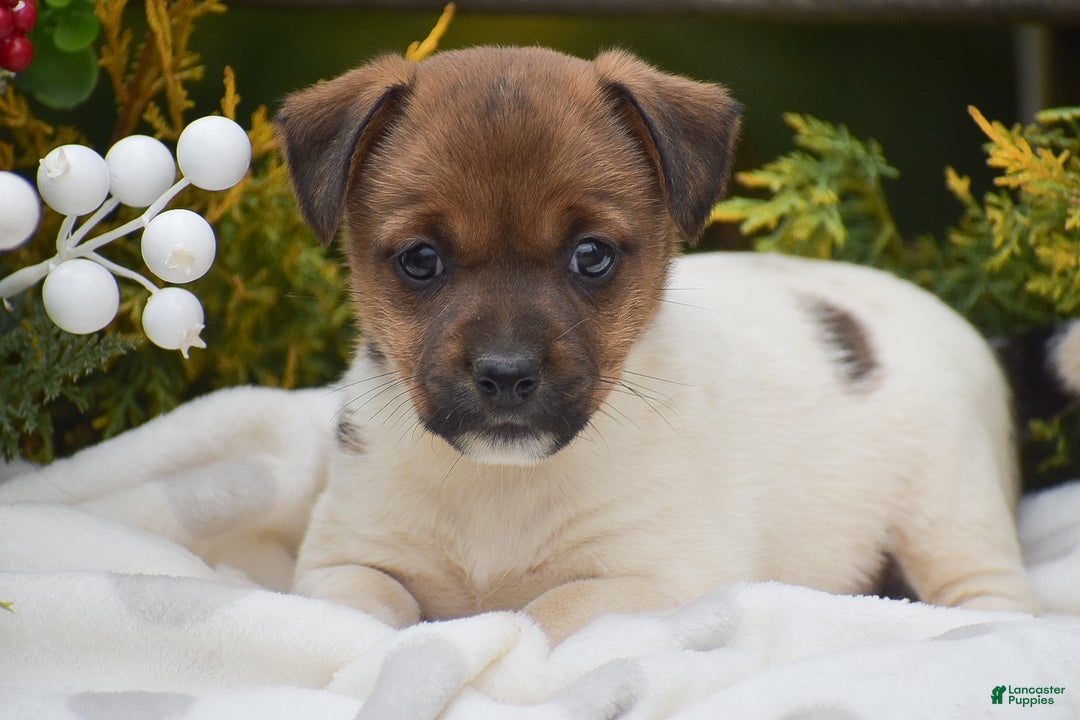 Jack Russell Terrier dogs for sale: Posy - Ad 2