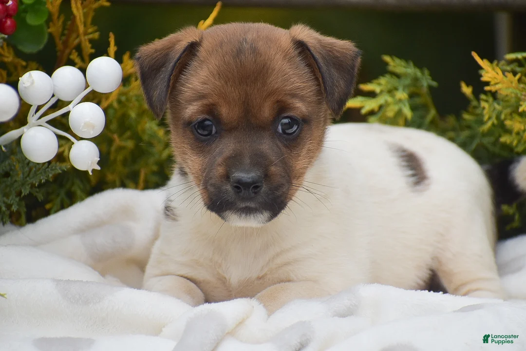 Jack Russell Terrier dogs for sale: Posy - Ad 2