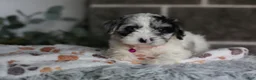 Cavapoo dogs for sale: Winnie - Ad 10