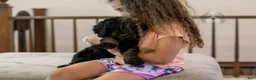 Bernedoodle dogs for sale: Denali - Ready Now! - Ad 29