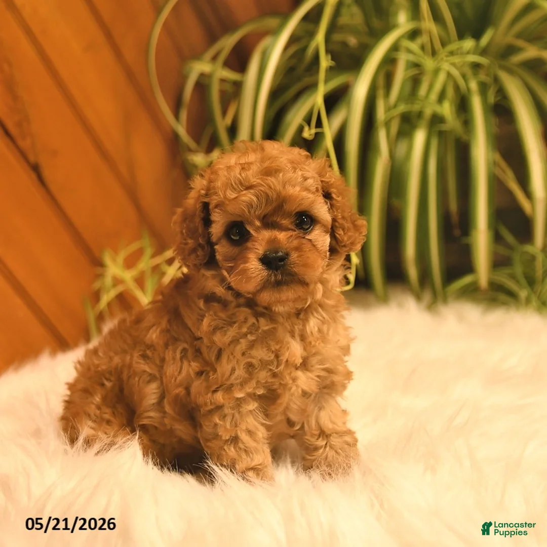 Cavapoo dogs for sale: Sophie - Ad 1