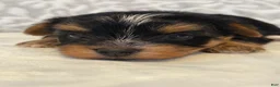 Yorkshire Terrier dogs for sale: Spirit - Ad 2