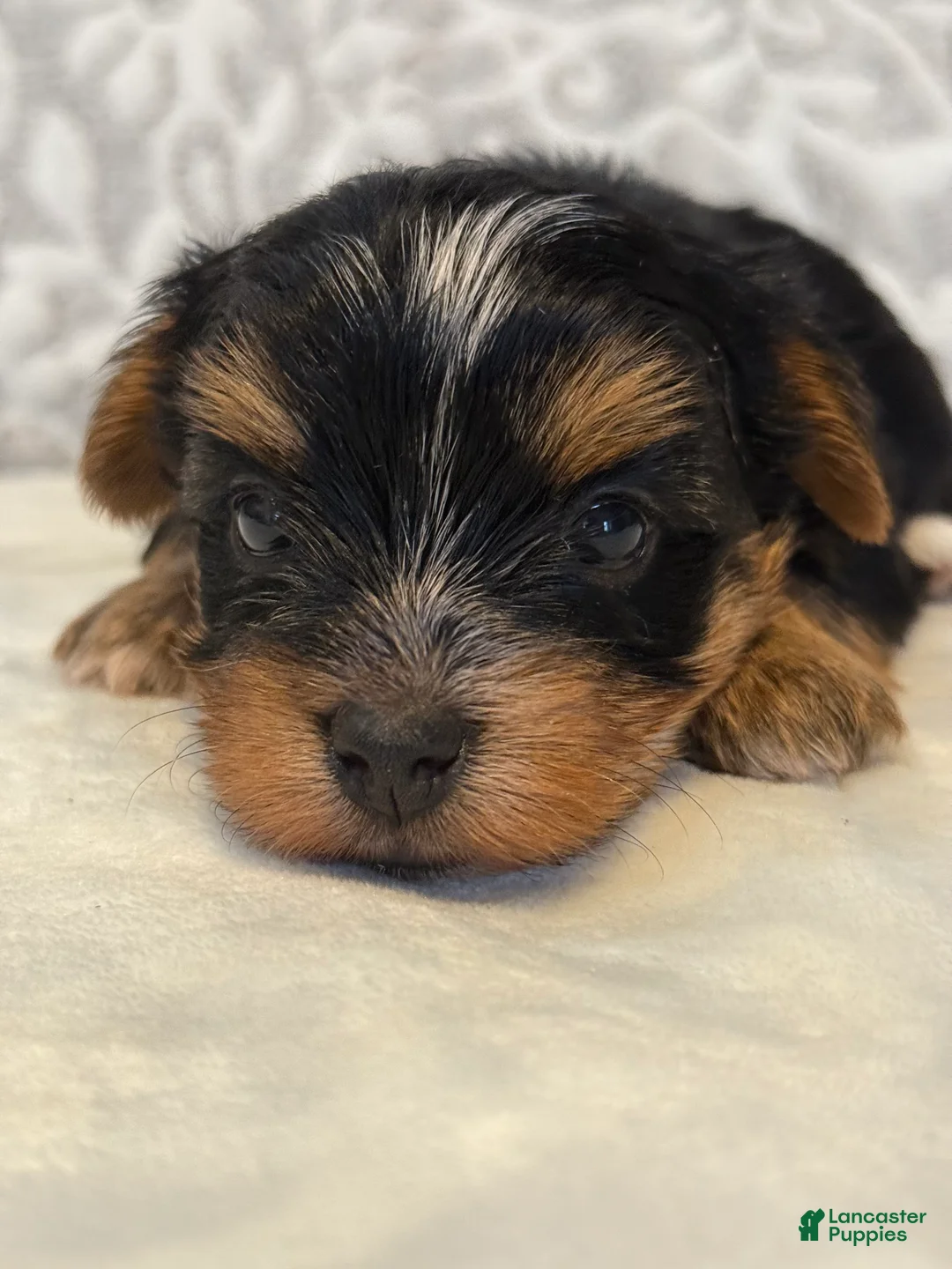 Yorkshire Terrier dogs for sale: Spirit - Ad 2