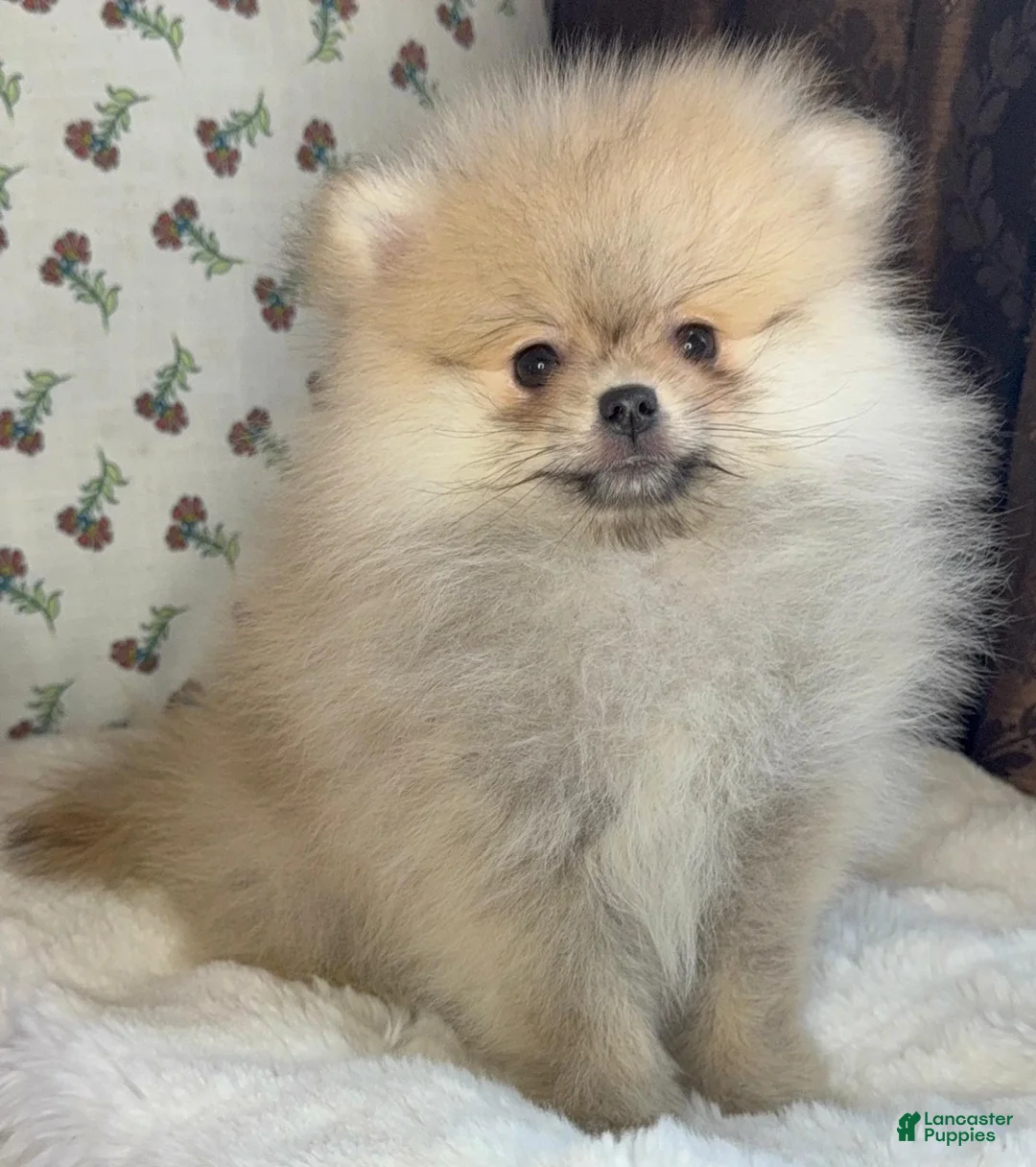Pomeranian dogs for sale: Pomeranian Puppy Lucy - Ad 7