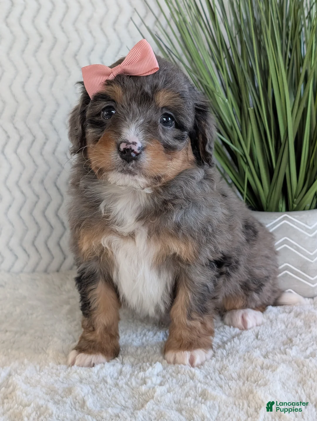 Mini Bernedoodle dogs for sale: Mini Skye  - Ad 12