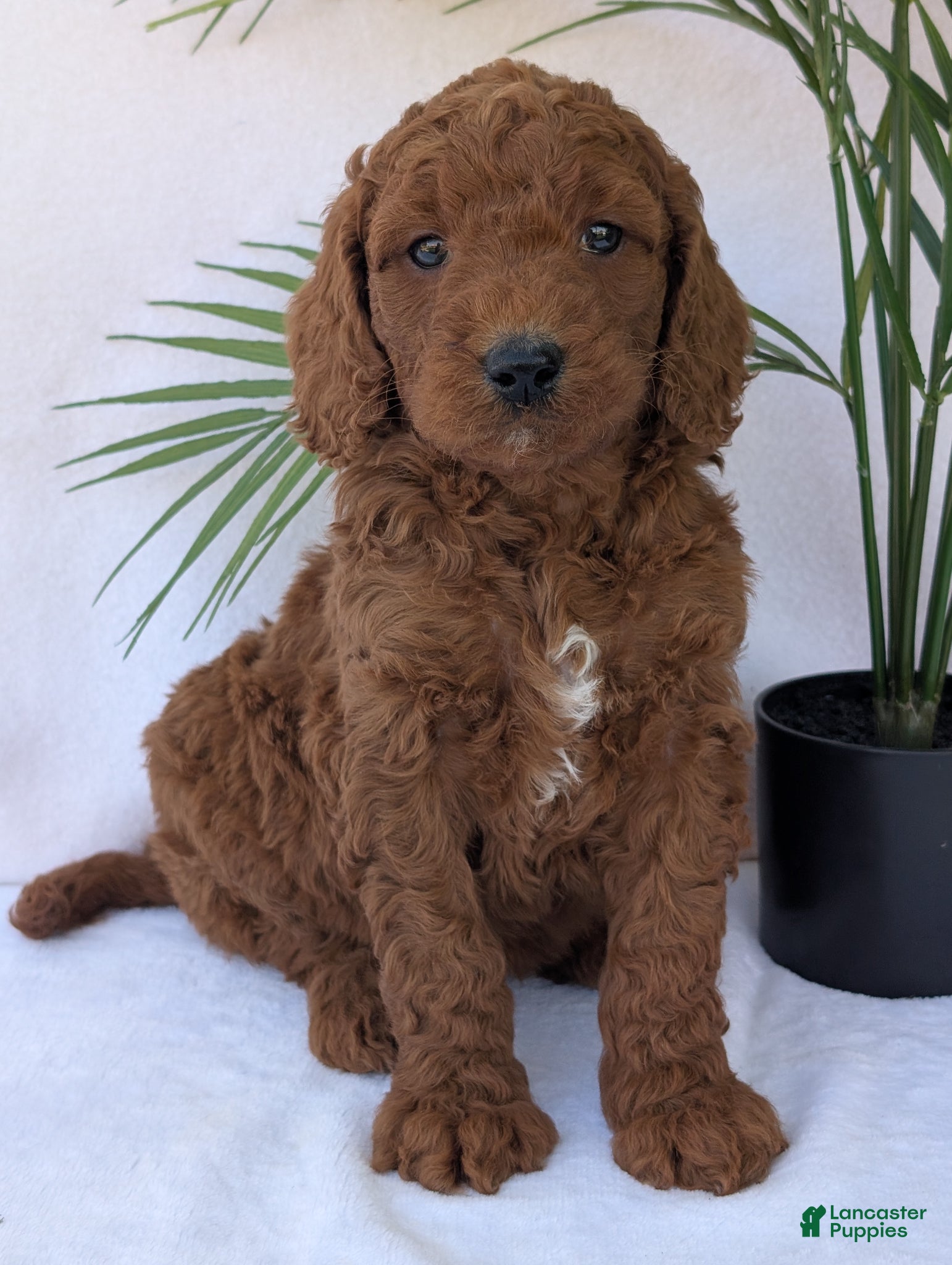 Goldendoodle dogs Ruby - Ad 31