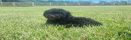 Mini Goldendoodle dogs for sale: Karoline - Ad 2