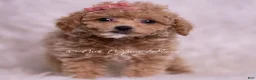 Maltipoo dogs for sale: Kinsley - Ad 4